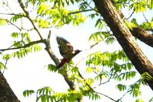 御池岳（鈴鹿）2019年5月11日　No.1216
