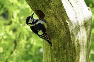 御池岳（鈴鹿）2019年5月23日　No.1220