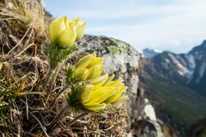 横岳（八ヶ岳）2019年6月1日2日　No.1223