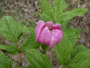 学能堂山（美杉＆御杖） 2019年6月3日　No.1224