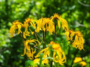 芦浜海岸（大紀町＠三重）2019年6月8日　No.1225