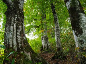 白神山地（青森）2019年10月3日　No.1246