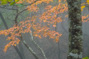 雨乞岳（鈴鹿） 2019年10月26日　No.1251