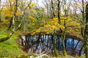 御池岳（鈴鹿） 2019年10月27日　No.1252