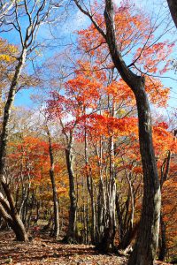 御池岳（鈴鹿）2019年11月15日No.1257