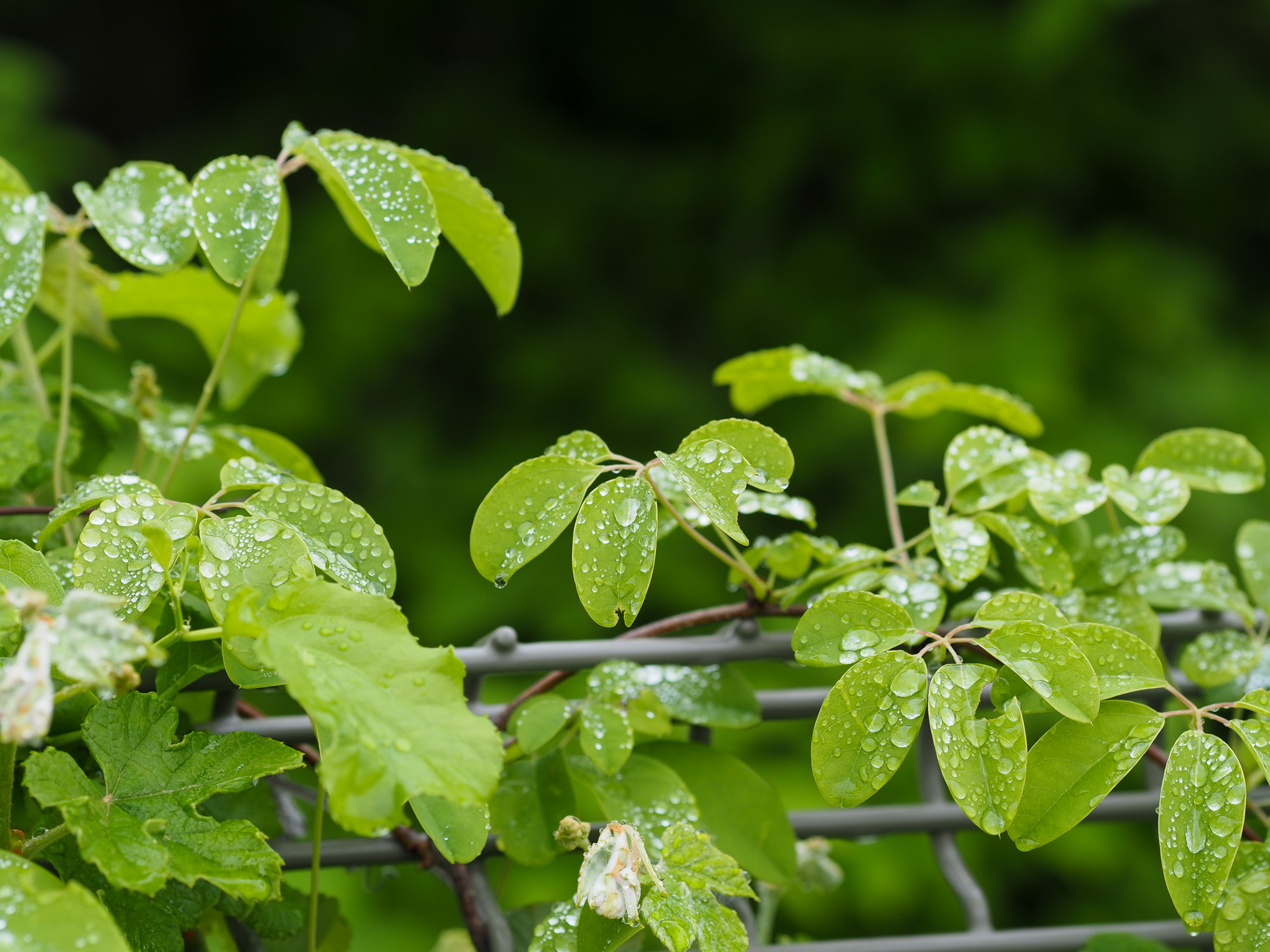 E-M5Ⅲ　M.ZUIKO D 75mm