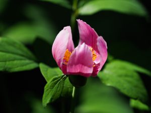 学能堂山（美杉）紅花を見に行く