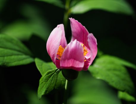 学能堂山（美杉）紅花を見に行く