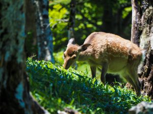 大普賢岳（大峰）世界遺産奥駆ケ道を歩く