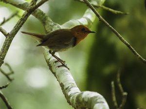 マブシ嶺（尾鷲）尾鷲道を歩く