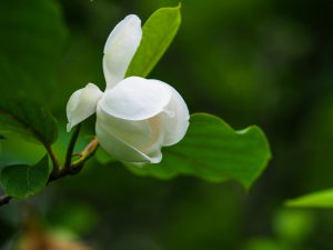 弥山、八経ケ岳（大峰）登山　