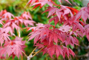 LUMIX G 20mm F1.7 ASPH