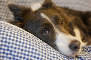 LEICA DG MACRO-ELMARIT45mmf2.8　試写