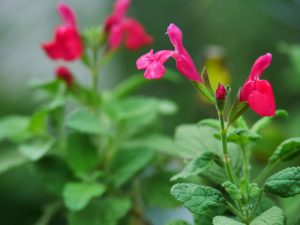 OLYMPUS : M.ZUIKO DIGITAL ED 14-150mm F4.0-5.6Ⅱ