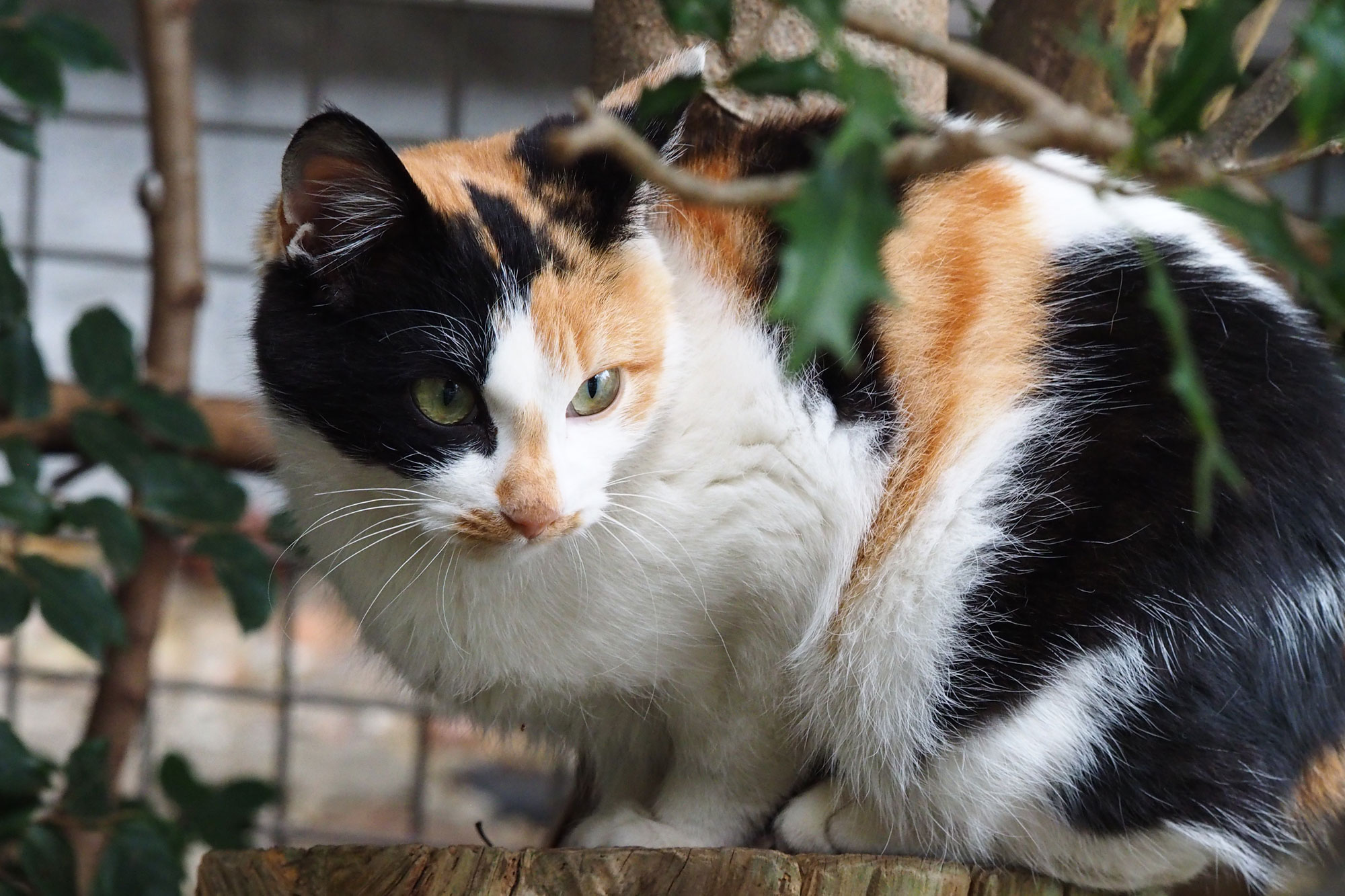 ジュニちゃん　Lumix LEICA45mmF2.8