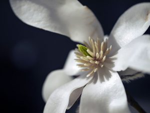 撮影機材　マイクロフォーサーズシステム