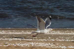 野鳥 E-M1 M.ZUIKO ED 75-300mmF4.8-6.7 II