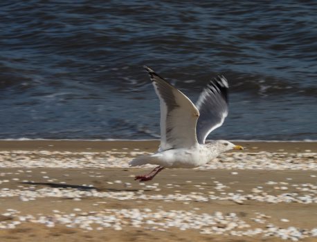 野鳥 E-M1 M.ZUIKO ED 75-300mmF4.8-6.7 II