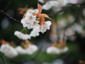春の花、桜など　LUMIX G 35-100mmF2.8