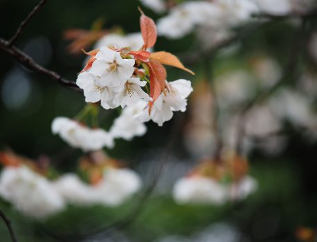 春の花、桜など　LUMIX G 35-100mmF2.8