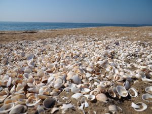 OLYMPUS M.ZUIKO12-200mmf3.6-6.3