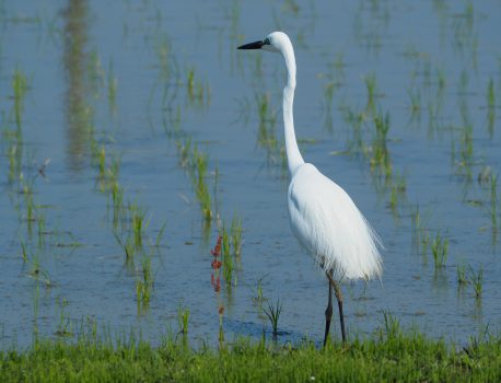 自然観察野鳥2020年4月30日