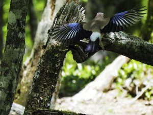 大台ヶ原の野鳥　2020年5月28日