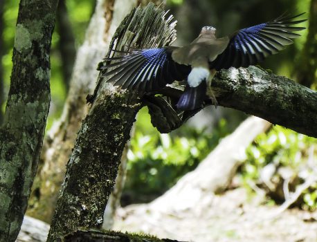 大台ヶ原の野鳥　2020年5月28日