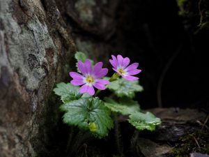 釈迦ヶ岳、孔雀岳(大峰山脈)登山