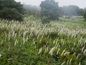 伊吹山の秋の花と蝶