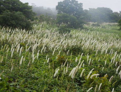 伊吹山の秋の花と蝶