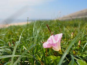 春の海岸風景　M.ZUIKO　17mmf1.2