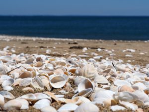 M.ZUIKO　40-150mm　f2.8　作例