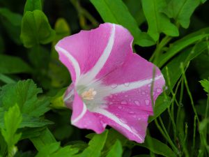 深度合成　M.ZUIKO40-150mm MC-20