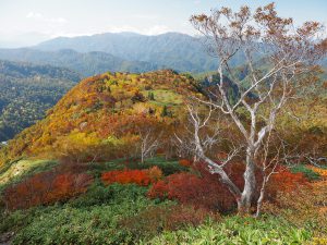 錦繍の白山に登る