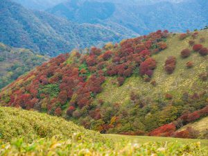 竜ケ岳の赤い羊