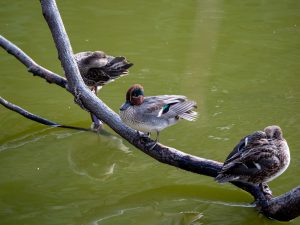 冬の野鳥　2020/11/20