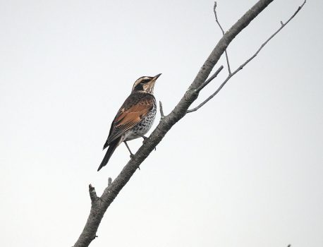 野鳥の季節