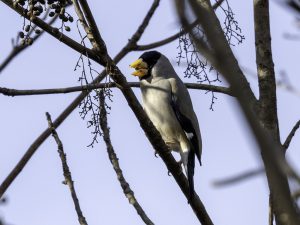 野鳥観察　青少年の森