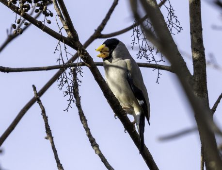 野鳥観察　青少年の森