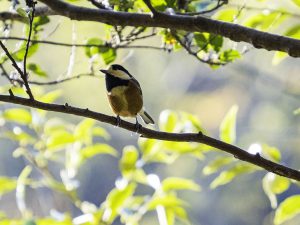 野鳥観察　岸岡　2020年12月1日