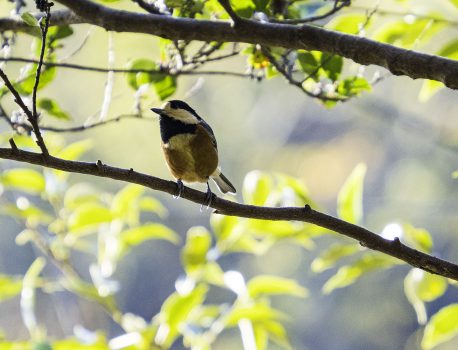 野鳥観察　岸岡　2020年12月1日
