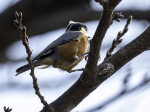 野鳥観察　岸岡山緑地　2020年12月3日