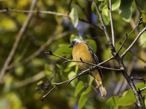 野鳥観察　岸岡山緑地