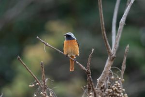 OLYMPUS M.ZUIKO　100-400mmを購入