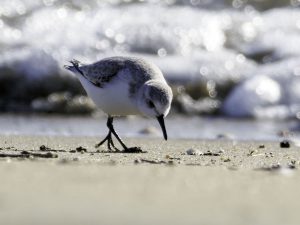 M.ZUIKO100-400mm＋MC20作例