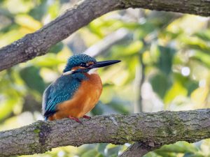 里山に野鳥を見に行こう