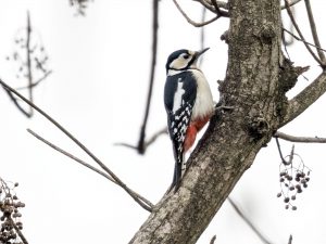 深谷公園、青少年の森 2020/12/24