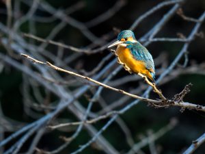 田古知川のカワセミ2020.12.27