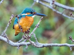 田古知川散歩2020.12.28